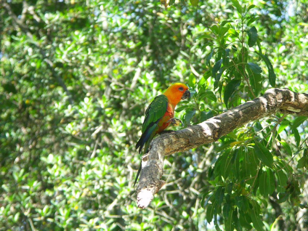 world of birds plettenbergbay